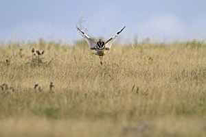 Jump Prints: Little Bustard (Tetrax tetrax) adult male, jumping display, Extremadura, Spain, may