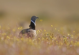 Little Bustard (Tetrax tetrax) adult male, standing amongst wildflowers, Extremadura, Spain, april