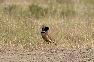 Little Bustard (Tetrax tetrax) adult male, displaying and foot stamping, Extremadura, Spain, may