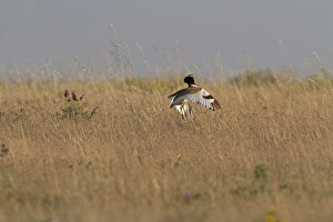 Little Bustard (Tetrax tetrax) adult male, jumping display, Extremadura, Spain, may