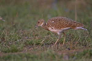 Little Bustard (Tetrax tetrax) adult male, non-breeding plumage, moulting, foraging, Northern Spain, september