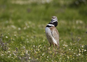 Little Bustard (Tetrax tetrax) adult male, calling and displaying, Extremadura, Spain, april