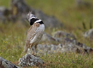 Little Bustard (Tetrax tetrax) adult male, calling and displaying, Extremadura, Spain, april
