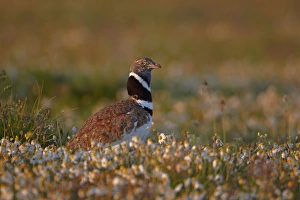 Little Bustard (Tetrax tetrax) adult male, standing amongst wildflowers, Extremadura, Spain, april