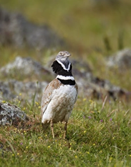 Little Bustard (Tetrax tetrax) adult male, displaying, Extremadura, Spain, april