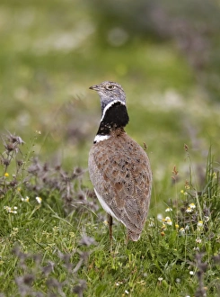 Little Bustard (Tetrax tetrax) adult male, standing, Extremadura, Spain, april