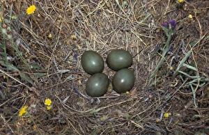 Bustards Prints: Little Bustard (Tetrax tetrax) Nest with four eggs