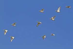 Bustards Prints: Little Bustard (Tetrax tetrax) winter flock, in flight, Spain, January