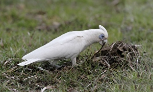 Little Corella (Cacatua sanguinea) adult, collecting stick from ground, Northern Territory, Australia
