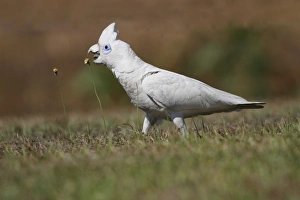 Little Corella (Cacatua sanguinea) adult, feeding on flowerheads, foraging on ground, Northern Territory, Australia