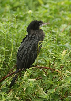 Little Cormorant (Phalacrocorax niger) adult, wet from rain, standing on branch in marsh, Sri Lanka, december