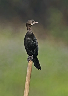 Little Cormorant (Phalacrocorax niger) adult, standing on post, Dibru-Saikhowa N. P. Assam, India, february