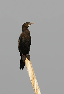 Little Cormorant (Phalacrocorax niger) adult, standing on post, Dibru-Saikhowa N. P. Assam, India, february