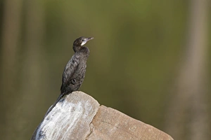 Little Cormorant (Phalacrocorax niger) adult, sitting on rock, Kanha N. P. Madhya Pradesh, India, March