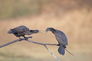 Rajasthan Prints: Little Cormorant (Phalacrocorax niger) two adults