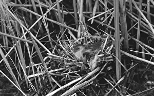 Hungarian Prints: Little Crake taken in Hungary. Taken by Eric Hosking in 1961