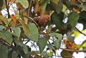 Pigeon Prints: Little Cuckoo-dove (Macropygia ruficeps sumatrana) adult