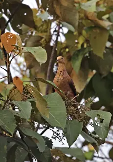 Little Cuckoo-dove (Macropygia ruficeps sumatrana) adult, feeding in fruiting tree, Kerinci Seblat N. P