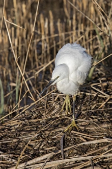 Reed Prints: Little Egret on dead reed, Minsmere Suffolk