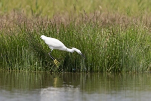 Little Egret (Egretta garzetta) adult, breeding plumage, hunting damselflies, standing at edge of water, Suffolk