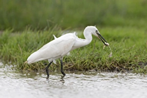 Little Egret (Egretta garzetta) adult, feeding on fish with one escaping from beak, standing in water, Suffolk