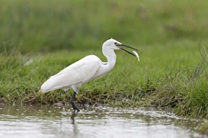 Little Egret (Egretta garzetta) adult, feeding on fish, standing in water, Suffolk, England, August