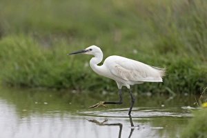 Little Egret (Egretta garzetta) adult, wading in water, Suffolk, England, August