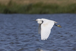 Little Egret (Egretta garzetta) adult, in flight over water, Suffolk, England, August