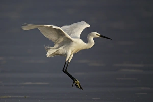 South China Sea Prints: Little Egret (Egretta garzetta) adult