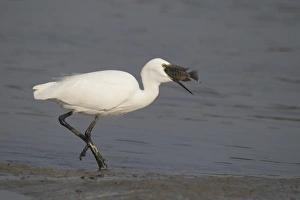 Little Egret (Egretta garzetta) adult, feeding on tilapia fish prey, walking in shallow water, Nam Sang Wai, Hong Kong, China, october