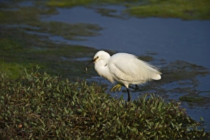 Little Egret (Egretta garzetta) adult, feeding on fish at edge of water, Cley, Norfolk, England, june