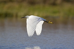 Little Egret (Egretta garzetta) adult, in flight over pond, Suffolk, England, November