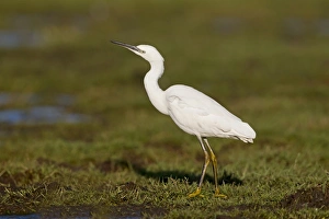 Little Egret (Egretta garzetta) adult, standing on marshland, Suffolk, England, December