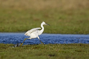 Little Egret (Egretta garzetta) adult, running across marshland, Suffolk, England, December