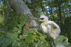Egrets Prints: Little Egret (Egretta garzetta) chick, having fallen out of nest, Italy
