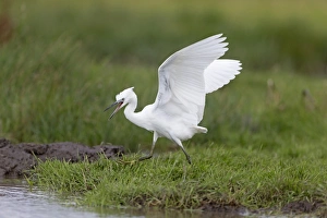 Egrets Prints: Little Egret (Egretta garzetta) juvenile