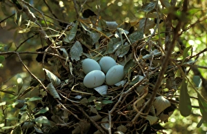 Egrets Prints: Little Egret (Egretta garzetta) Nest with four eggs