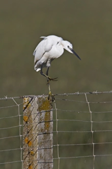 Donana Prints: Little Egret on fence post - Coto Donana Spain
