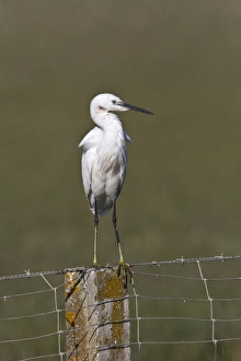 Little Egret on fence post - Coto Donana Spain