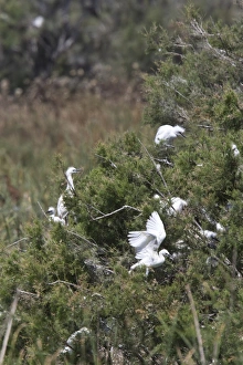 Donana Prints: Little Egret rookery near the Valverde Centre, Coto Donana, Spain