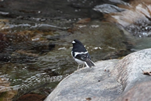 Himalayan Prints: Little Forktail (Enicurus scouleri) adult