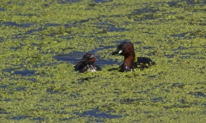 Little Grebe with Chick