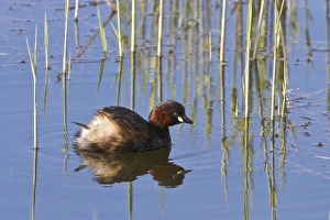 Grebes Prints: Little Grebe, early spring at RSPB Minsmere, Suffolk