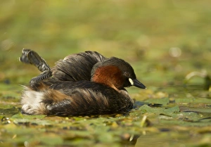 Little Grebe (Tachybaptus ruficollis) adult, preening on water, Peak District N. P. Derbyshire, England, September