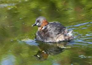 Rides Prints: Little Grebe (Tachybaptus ruficollis) adult