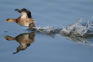 Little Grebe (Tachybaptus ruficollis) adult, winter plumage, running across surface of water, chasing off another grebe, Hertfordshire, England, october