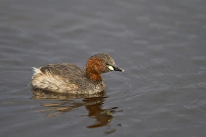 Little Grebe (Tachybaptus ruficollis) adult, summer plumage, swimming on lake, Lake Nakuru N. P