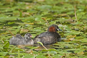Little Grebe (Tachybaptus ruficollis) adult with chick, swimming amongst floating vegetation on canal, Derbyshire, England, july