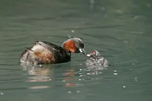 Parent Prints: Little Grebe (Tachybaptus ruficollis) adult feeding chick