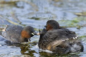 Rides Prints: Little Grebe (Tachybaptus ruficollis) adult pair